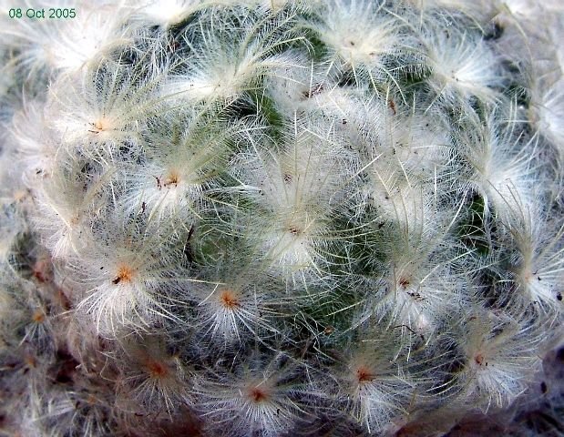 Mammillaria_ plumosa _05
